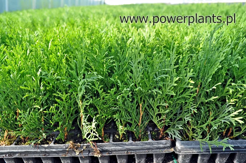 Folie Beschreibung 2